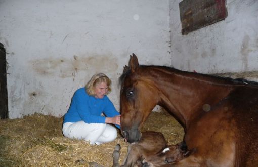 prof. I. Krucińska w stajni klęczy obok źrebaka. Obok leży klacz.